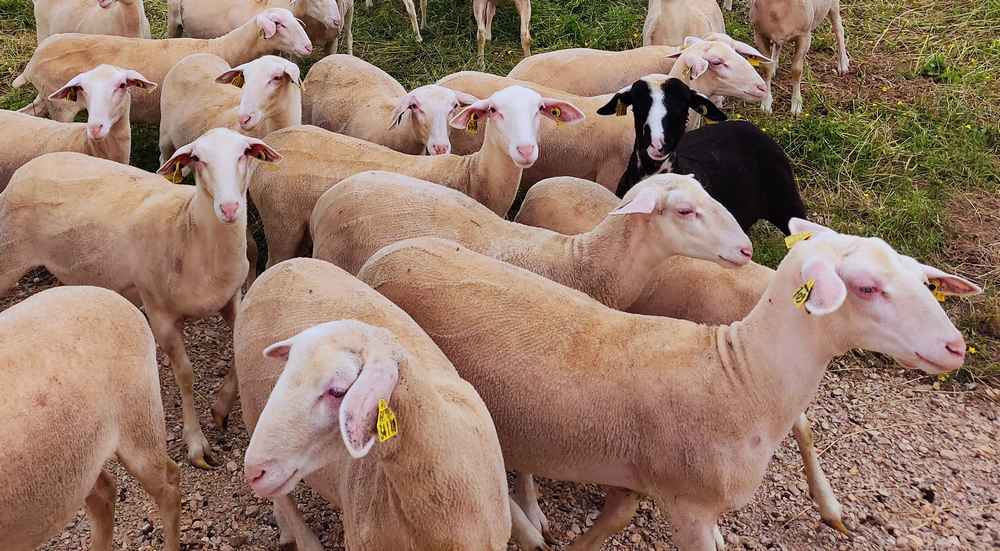brebis lacaune aveyron. Vente à la ferme en direct